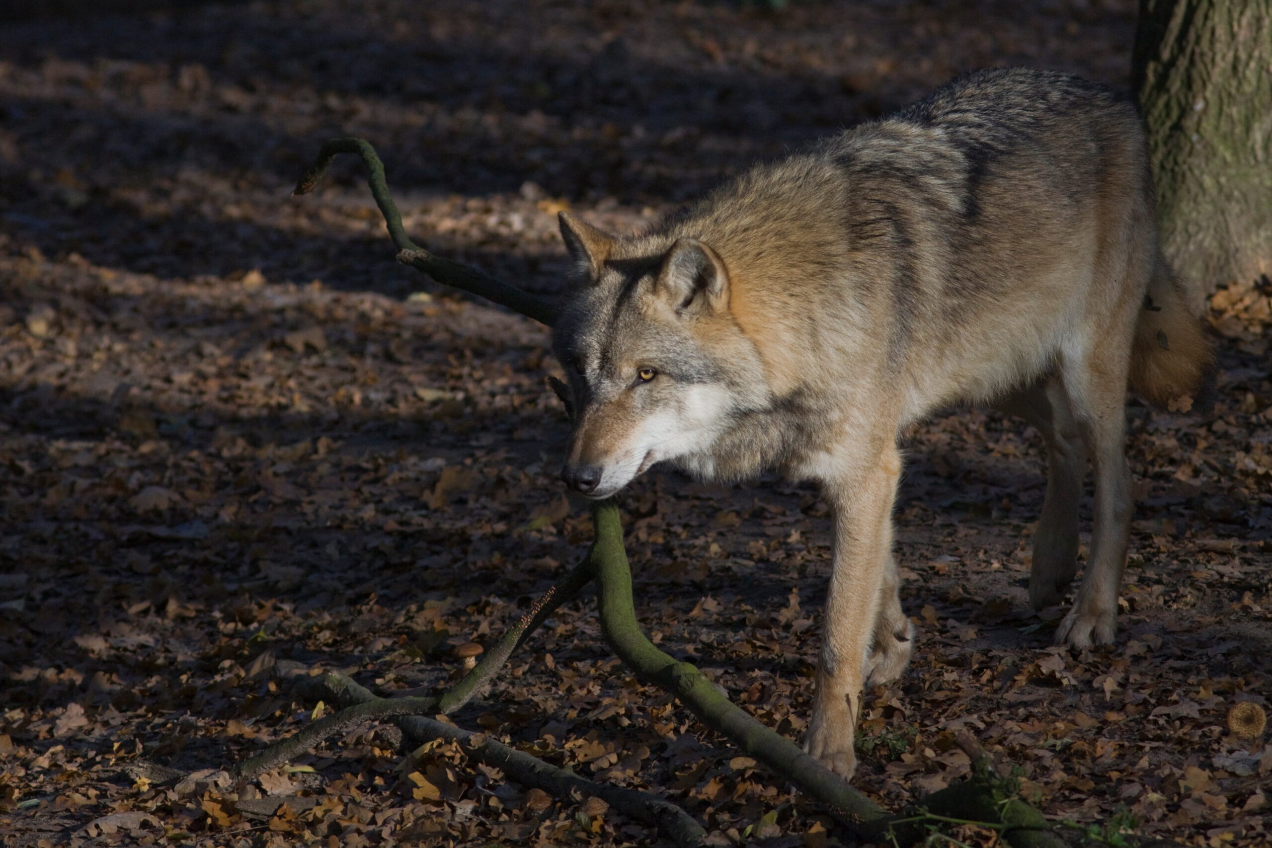 Wolf trekt vooral door Vechtdal, één keer gemeld in Twenterand